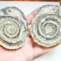 Ammonite POS/NEG - Pick N Mix