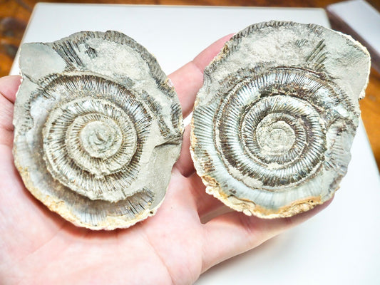 Ammonite POS/NEG - Pick N Mix