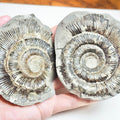Ammonite POS/NEG - Pick N Mix