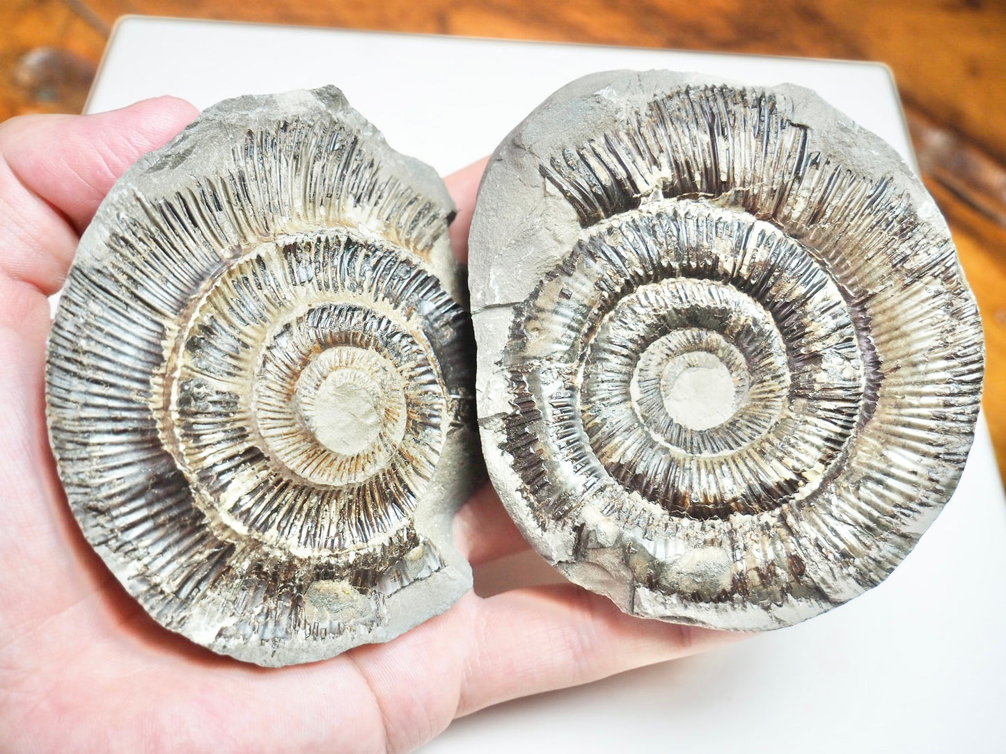 Ammonite POS/NEG - Pick N Mix