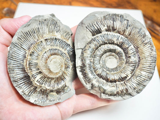 Ammonite POS/NEG - Pick N Mix