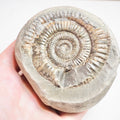 Ammonite - Pick N Mix