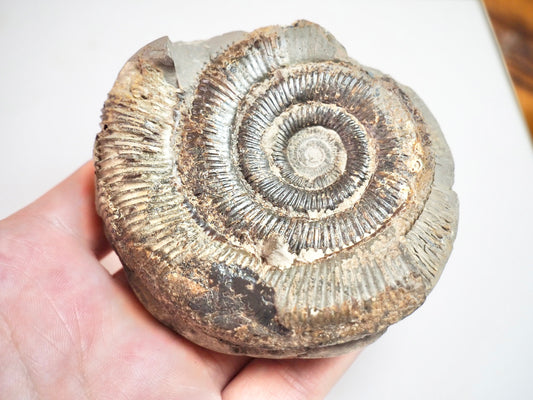 Ammonite - Pick N Mix