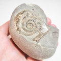 Ammonite - Pick N Mix