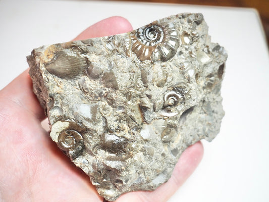 Ammonite & Shells - Pick N Mix