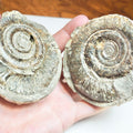 Ammonite POS/NEG - Pick N Mix