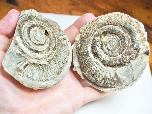 Ammonite POS/NEG - Pick N Mix