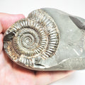 Ammonite - Pick N Mix