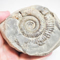 Ammonite - Pick N Mix