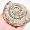 Ammonite - Pick N Mix