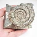 Ammonite - Pick N Mix