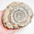Ammonite - Pick N Mix