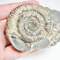 Ammonite - Pick N Mix