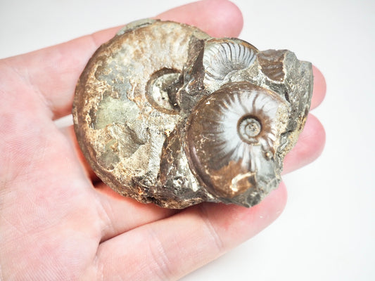 Ammonite - Pick N Mix