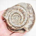 Ammonite - Pick N Mix