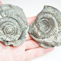 Ammonite POS/Neg - Pick N Mix