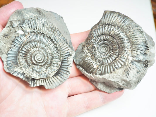 Ammonite POS/Neg - Pick N Mix