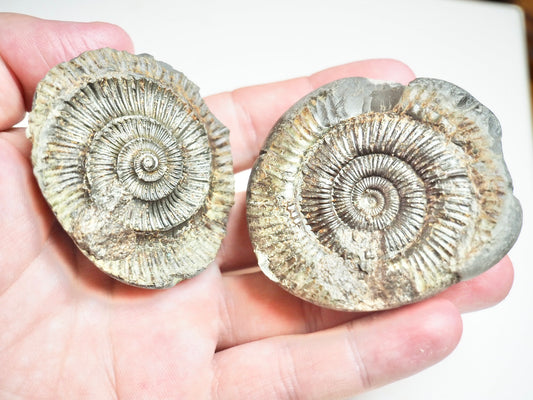 Ammonite POS/Neg - Pick N Mix