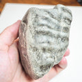 Ammonite Whorl - Pick N Mix