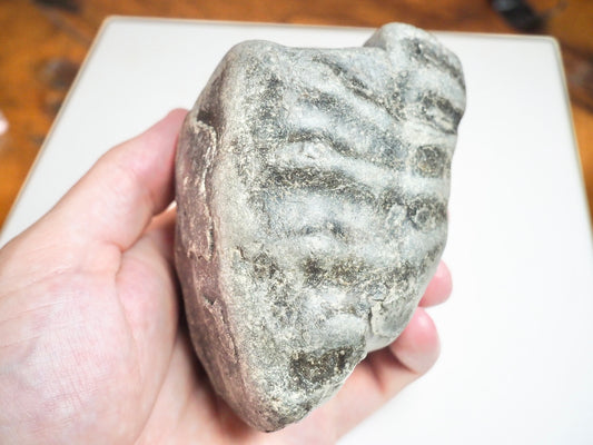 Ammonite Whorl - Pick N Mix