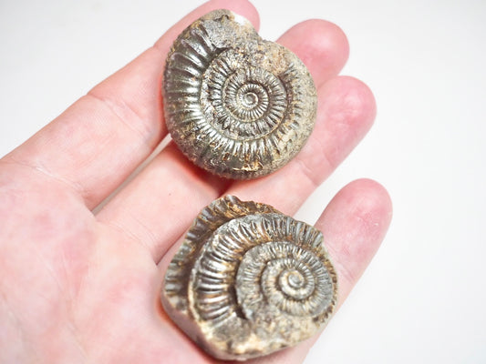 Ammonite POS/NEG - Pick N Mix