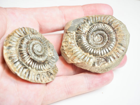 Ammonite POS/NEG - Pick N Mix