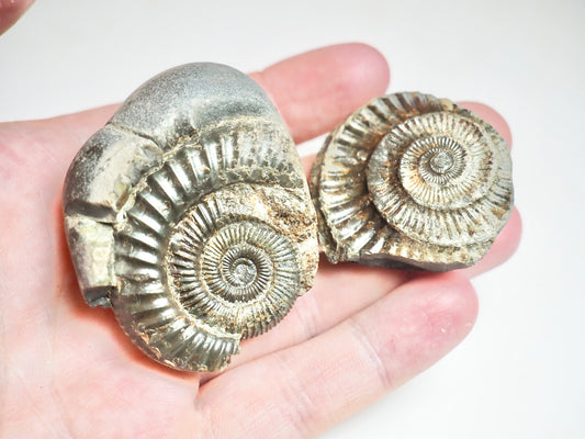 Ammonite POS/NEG - Pick N Mix