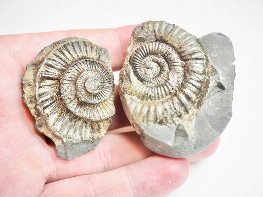 Ammonite POS/NEG - Pick N Mix