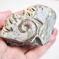 Ammonite - Pick N Mix