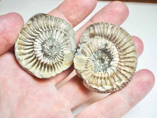 Ammonite POS/NEG - Pick N Mix