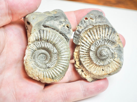 Ammonite POS/NEG - Pick N Mix