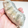 Ammonite Whorl - Pick N Mix