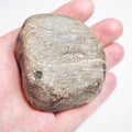 Fossil Wood -  Pick N Mix