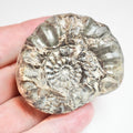 Ammonite - Pick N Mix