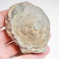 Ichthyosaur vert (Impression) - Pick N Mix