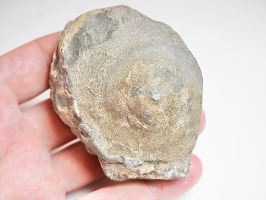 Ichthyosaur vert (Impression) - Pick N Mix