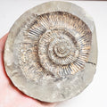 Ammonite Negative - Pick N Mix