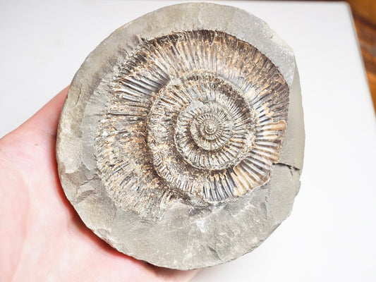 Ammonite Negative - Pick N Mix