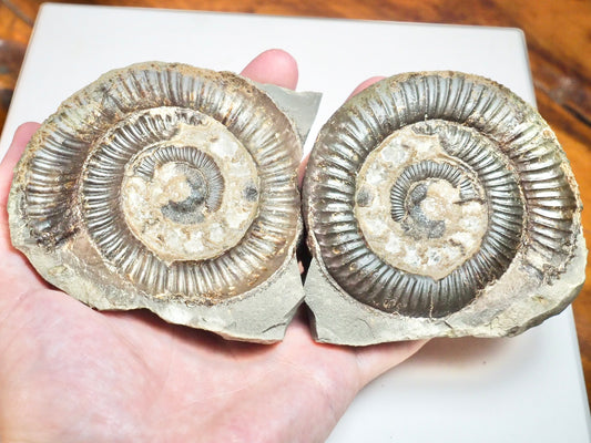 Ammonite POS/NEG - Pick N Mix