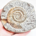 Ammonite - Pick N Mix