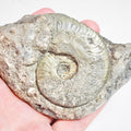 Ammonite - Pick N Mix