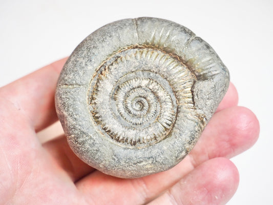 Ammonite - Pick N Mix
