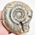 Ammonite - Pick N Mix