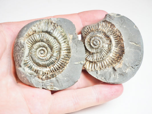 Ammonite POS/NEG - Pick N Mix