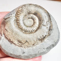 Ammonite - Pick N Mix
