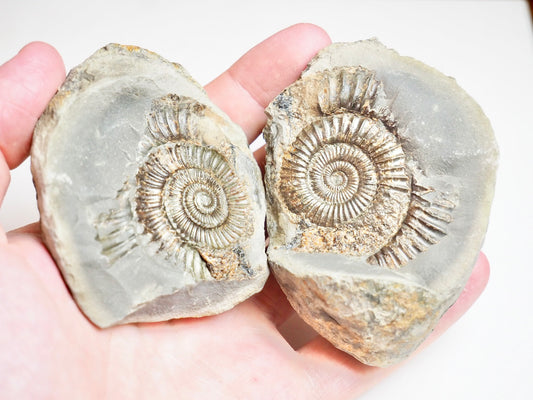 Ammonite POS/NEG - Pick N Mix