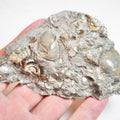 Ammonite & Shells - Pick N Mix