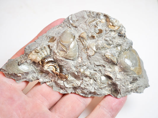 Ammonite & Shells - Pick N Mix