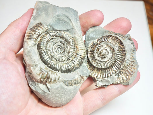 Ammonite POS/NEG - Pick N Mix
