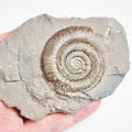Ammonite - Pick N Mix